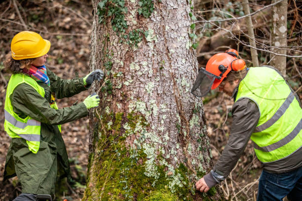 Best Fruit Tree Pruning  in USA